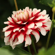 Siedlerstolz Dahlia Tuber