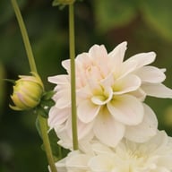 Silver Antique Dahlia Knöl