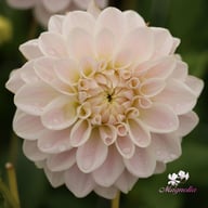 Silver Antique Dahlia Knöl