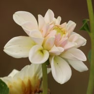 Silver Antique Dahlia Knöl