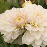 Silver Antique Dahlia Knöl