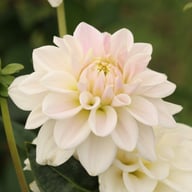 Silver Antique Dahlia Knöl