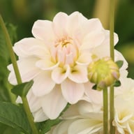 Silver Antique Dahlia Knöl