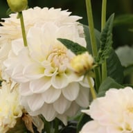 Silver Antique Dahlia Knöl