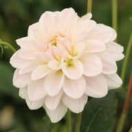 Silver Antique Dahlia Knöl