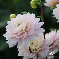 Silver Years Dahlia Tuber