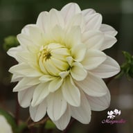 Silver Years Dahlia Tuber