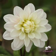 Silver Years Dahlia Tuber