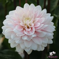 Silver Years Dahlia Tuber