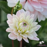 Silver Years Dahlia Tuber