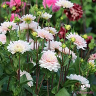 Silver Years Dahlia Tuber