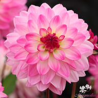 Sincerity Dahlia Knöl