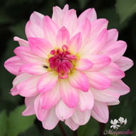 Sincerity Dahlia Knöl