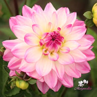 Sincerity Dahlia Knöl