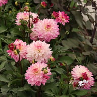 Sincerity Dahlia Knöl