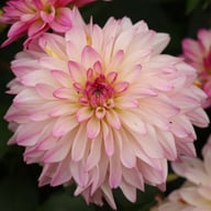 Sincerity Dahlia Knöl