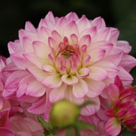 Sincerity Dahlia Knöl