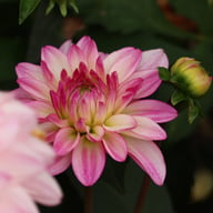 Sincerity Dahlia Knöl