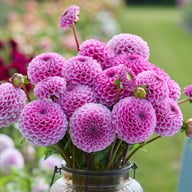 Sir Richard Dahlia Tuber