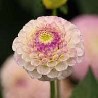 Sir Richard Dahlia Tuber