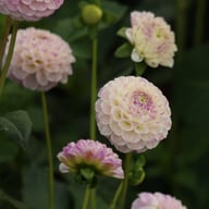 Sir Richard Dahlia Tuber