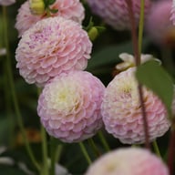 Sir Richard Dahlia Tuber