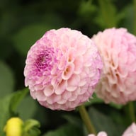 Sir Richard Dahlia Tuber