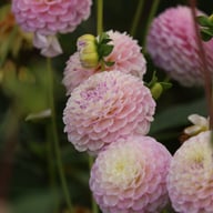 Sir Richard Dahlia Tuber