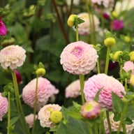 Sir Richard Dahlia Tuber