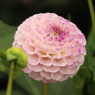 Sir Richard Dahlia Tuber