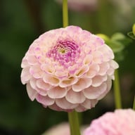 Sir Richard Dahlia Tuber