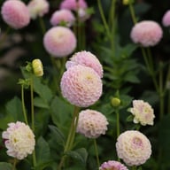 Sir Richard Dahlia Tuber