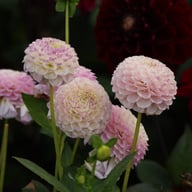 Sir Richard Dahlia Tuber