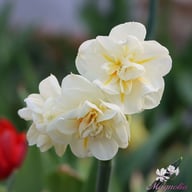 Sir Winston Churchill Narcissus Bulbs