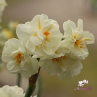 Sir Winston Churchill Narcissus Bulbs