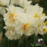 Sir Winston Churchill Narcissus Bulbs