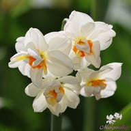 Sir Winston Churchill Narcissus Bulbs