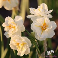 Sir Winston Churchill Narcissus Bulbs