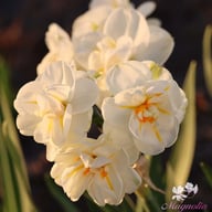 Sir Winston Churchill Narcissus Bulbs