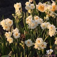 Sir Winston Churchill Narcissus Bulbs