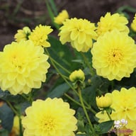 Sisa Dahlia Tuber