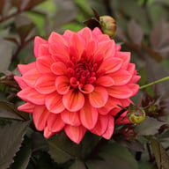 Sketched Magenta Idylle Dahlia Knöl