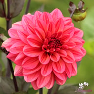 Sketched Magenta Idylle Dahlia Tuber