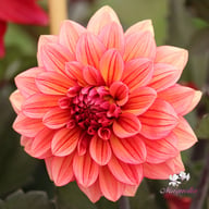 Sketched Magenta Idylle Dahlia Tuber