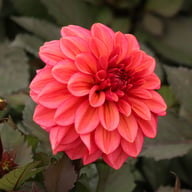 Sketched Magenta Idylle Dahlia Knöl