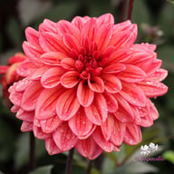 Sketched Magenta Idylle Dahlia Tuber