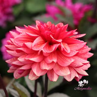 Sketched Magenta Idylle Dahlia Tuber