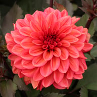 Sketched Magenta Idylle Dahlia Knöl