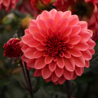 Sketched Magenta Idylle Dahlia Knöl