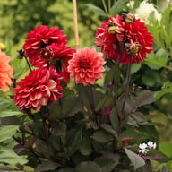 Sketched Magenta Idylle Dahlia Tuber